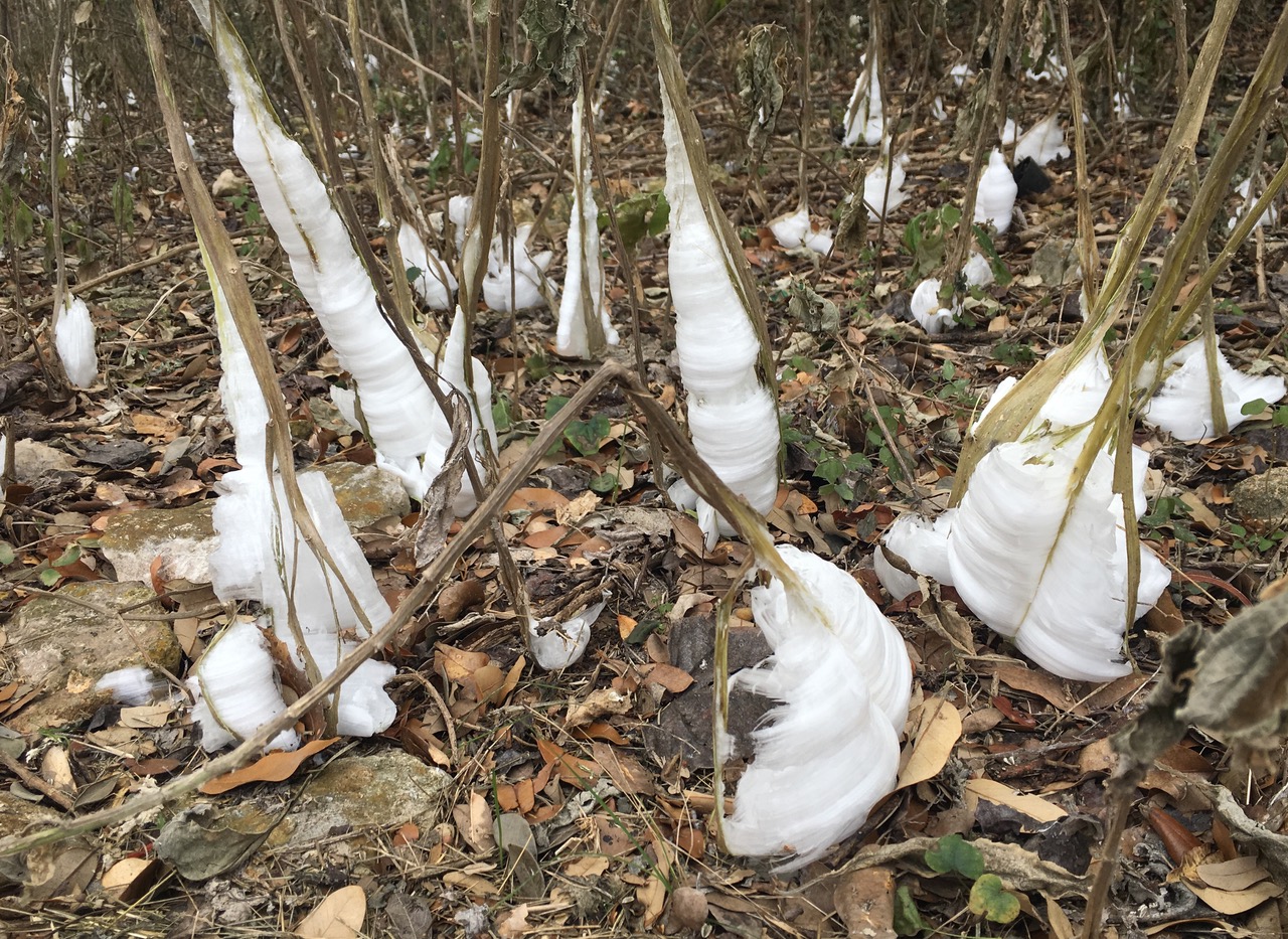 Winter Phenomenon Frost Flowers
